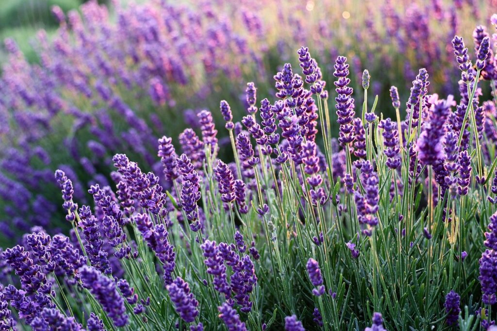 lavenders, flowers, flower wallpaper, lavender field, purple flowers, bloom, flower background, blossom, flora, beautiful flowers, nature, fragrance, inflorescence